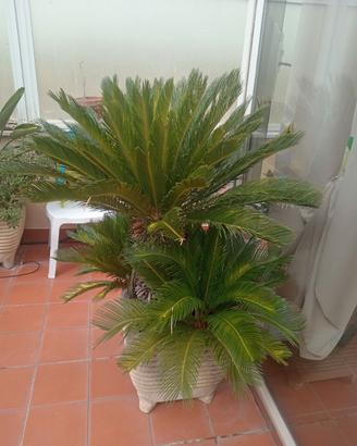 Piante Cigas