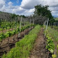 Terreno agricolo uliveto e vigneto c/o Mosciano