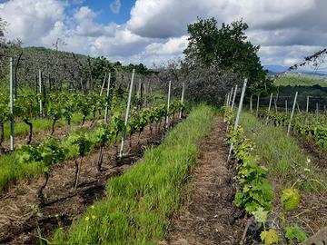 Terreno agricolo uliveto e vigneto c/o Mosciano