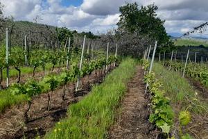 Terreno agricolo uliveto e vigneto c/o Mosciano