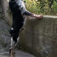 Breton tricolore per monte