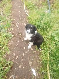 Border collie