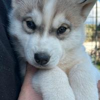 Cuccioli siberian husky