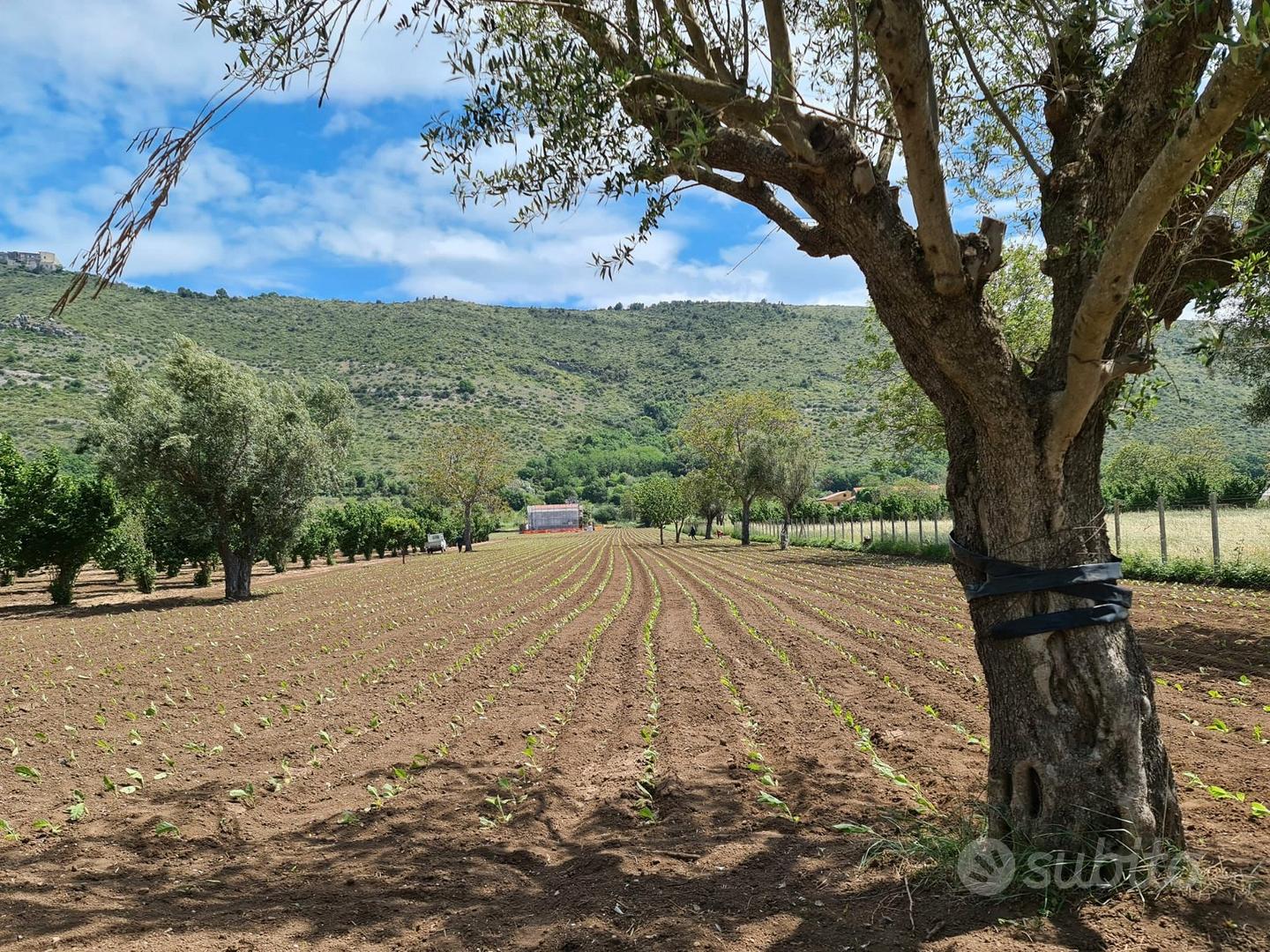 Terreno agricolo 4897 mq - bellona - Vista 2