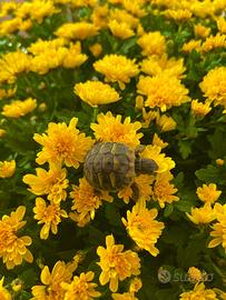 Tartarughe
