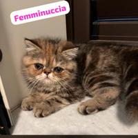 Meravigliosi gattini di razza exotic shorthair