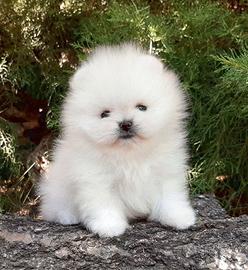 Volpino Pomerania nano toy