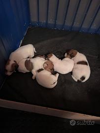 Cuccioli jack Russell