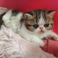 Cuccioli persiani / exotic shorthair