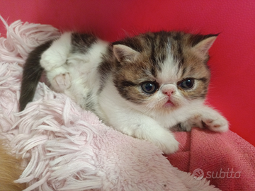 Cuccioli persiani / exotic shorthair
