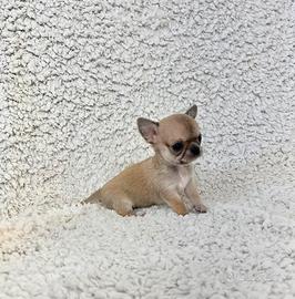 Chihuahua