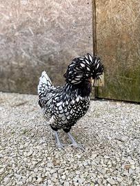 Pulcini Galline Padovane