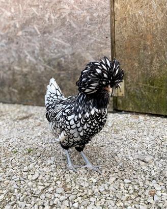 Pulcini Galline Padovane