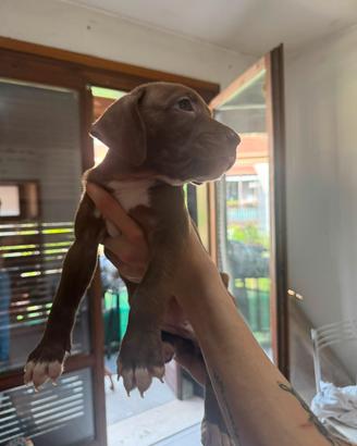 Cuccioli di pitbull red nose