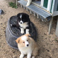 Cuccioli border collie super top