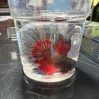 Betta splendens half moon - pesce combattente