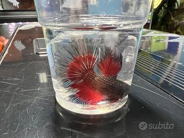 Betta splendens half moon - pesce combattente