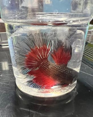 Betta splendens half moon - pesce combattente