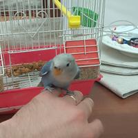 Inseparabili