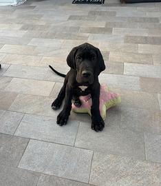 Cucciolo di Alano nero