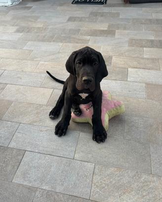 Cucciolo di Alano nero