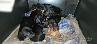 Disponibili cuccioli di bassotto tedesco nano