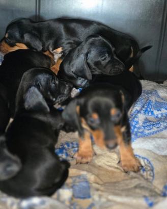 Disponibili cuccioli di bassotto tedesco nano