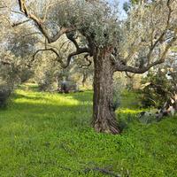 piante olivo secolari per abbellimento giardini
