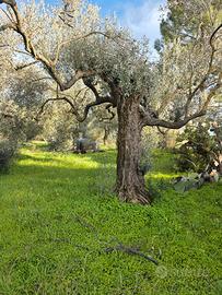 piante olivo secolari per abbellimento giardini