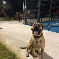 Cane corso x accoppiamento