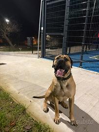 Cane corso x accoppiamento