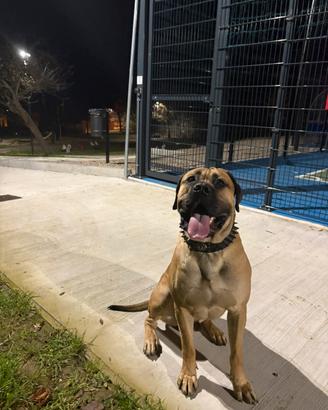 Cane corso x accoppiamento