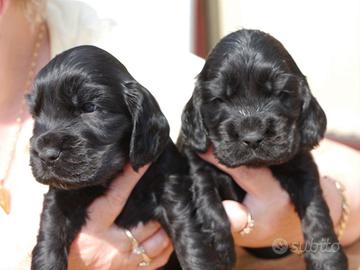 Stupendi Cocker Spaniel Inglesi