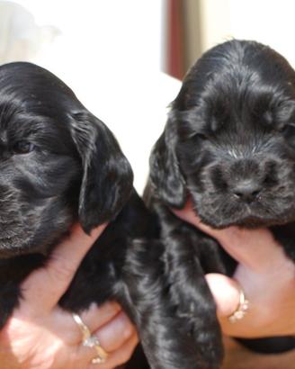 Stupendi Cocker Spaniel Inglesi