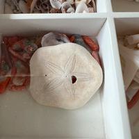 Scutella, fossile di riccio marino.