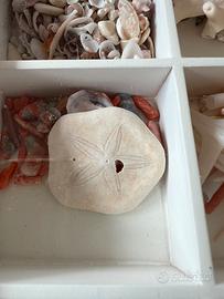 Scutella, fossile di riccio marino.