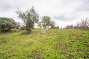 TER. AGRICOLO A SACROFANO
