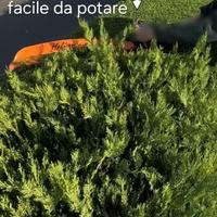 siepe