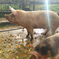 Scrofa Large White gravida