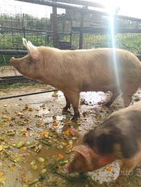 Scrofa Large White gravida