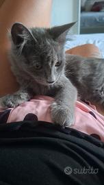 Gattina