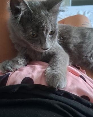 Gattina