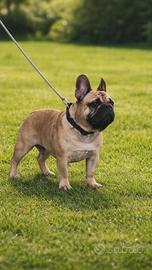 Disponibile per monte Pedigree Enci