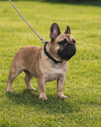 Disponibile per monte Pedigree Enci