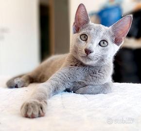Cucciolo Blu di Russia pedigree ANFI