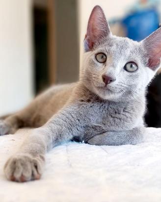 Cucciolo Blu di Russia pedigree ANFI