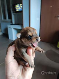 stupendi cuccioli incrocio pincher volpino 