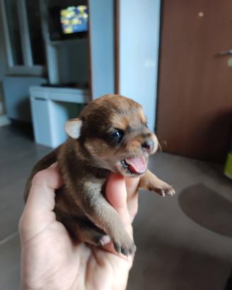 stupendi cuccioli incrocio pincher volpino 