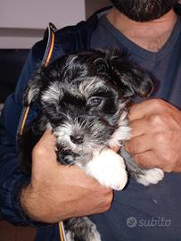 Cuccioli di morkie