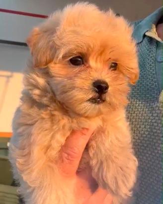 Maltipoo coreano 
